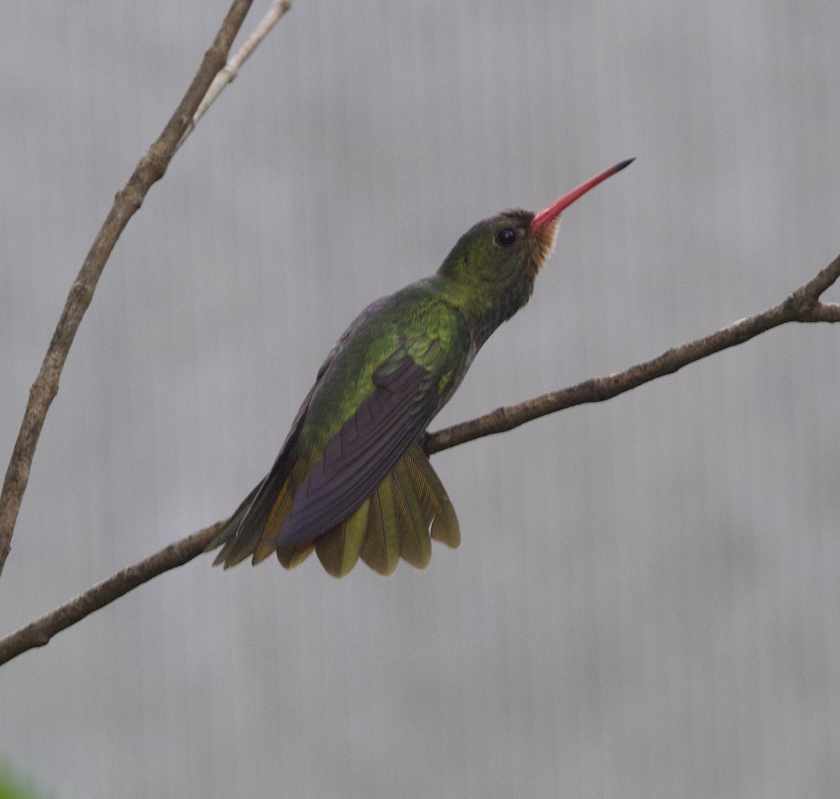 Колібрі-сапфір золотистий - ML646926649