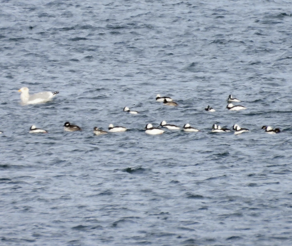 Гоголь малий - ML646926651