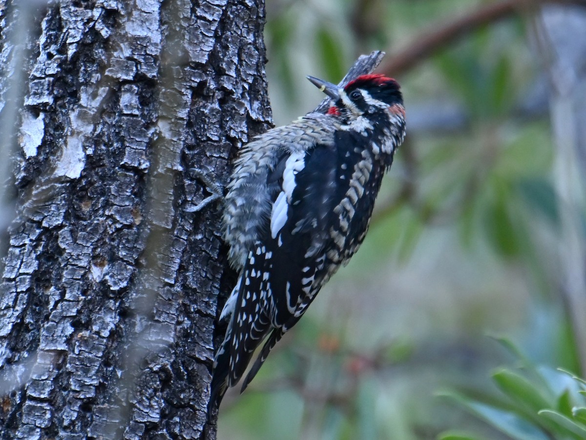 Дятел-смоктун білочеревий - ML646926653