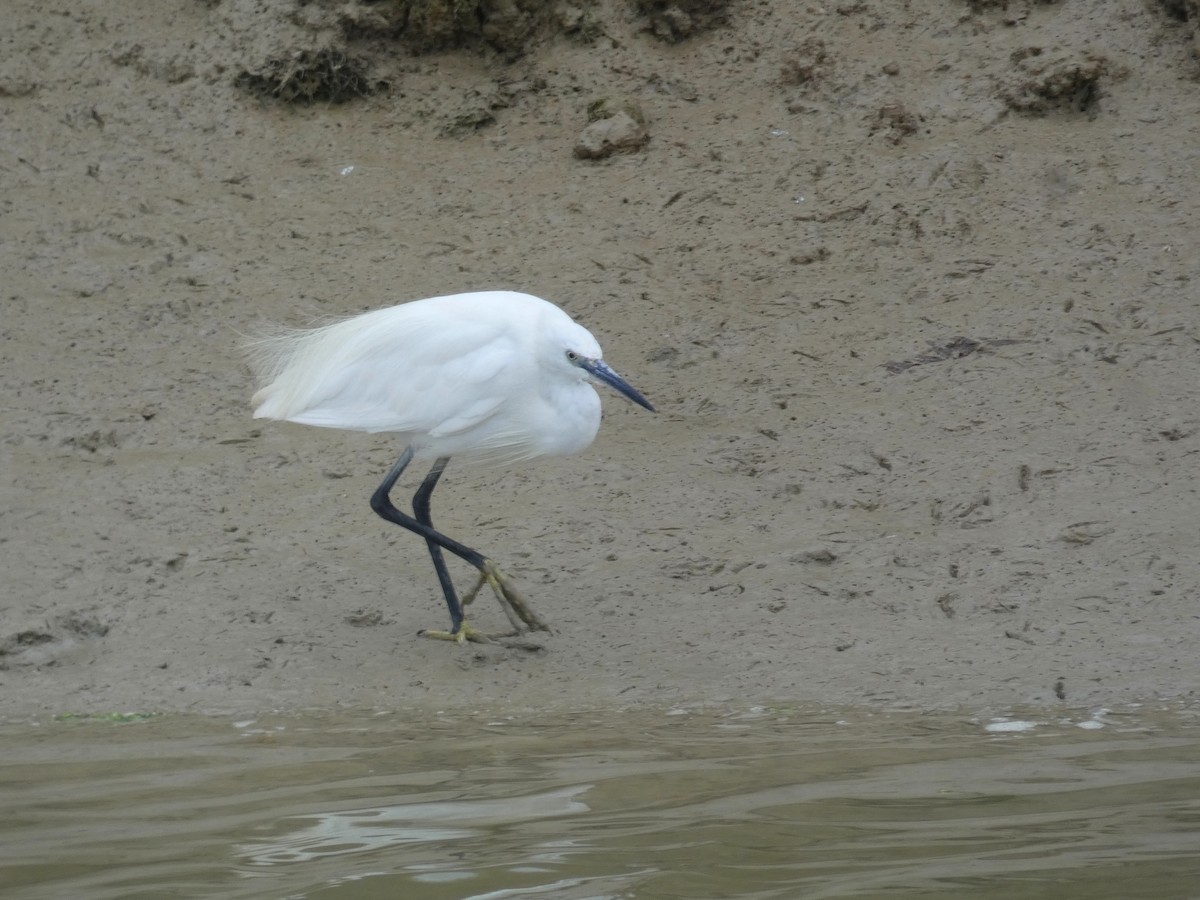 Чепура мала - ML646926658