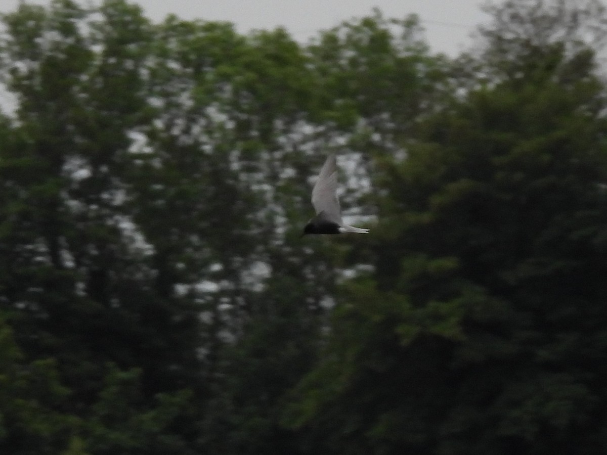 Крячок чорний - ML646926660