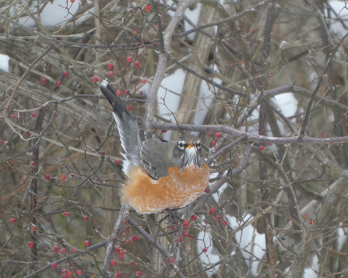 Дрізд мандрівний - ML646926661