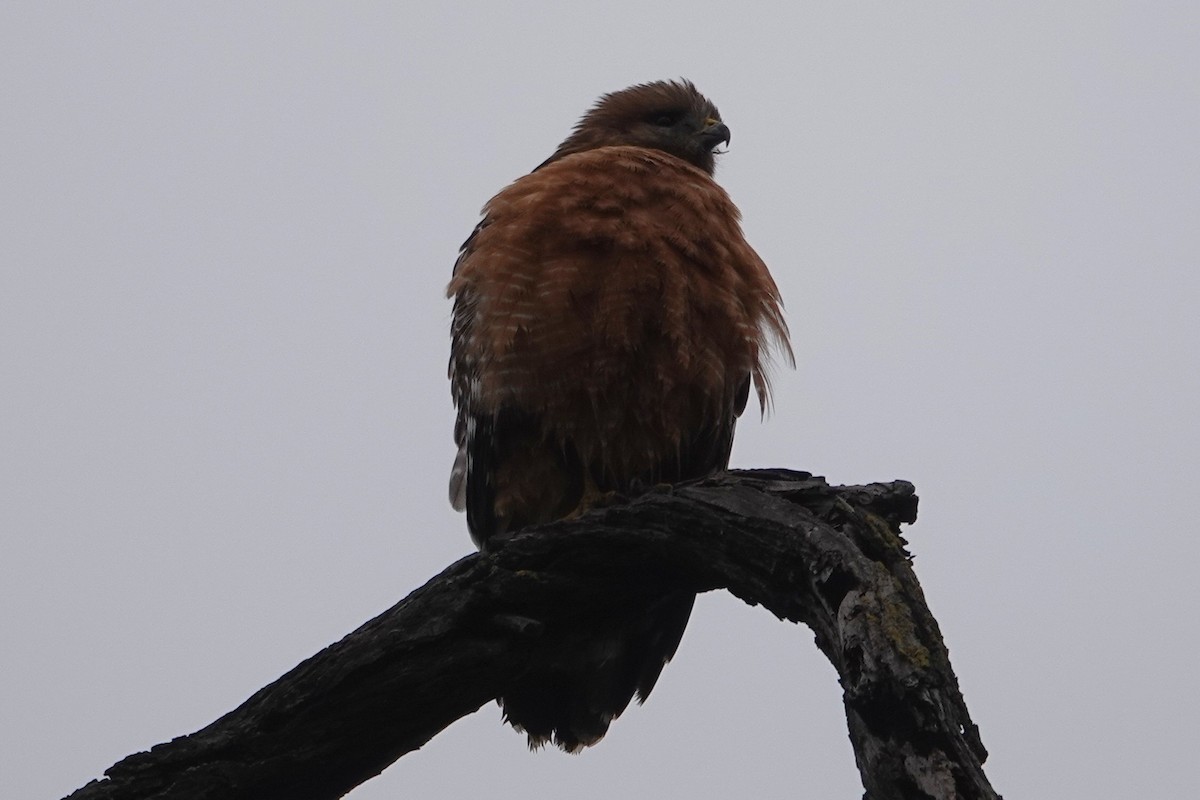 Канюк рудоплечий - ML646926666