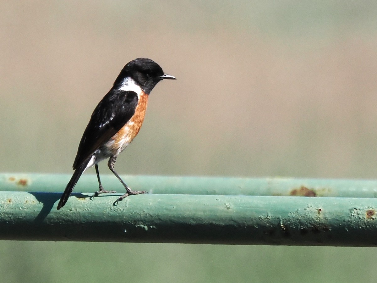 Трав'янка африканська - ML646926667