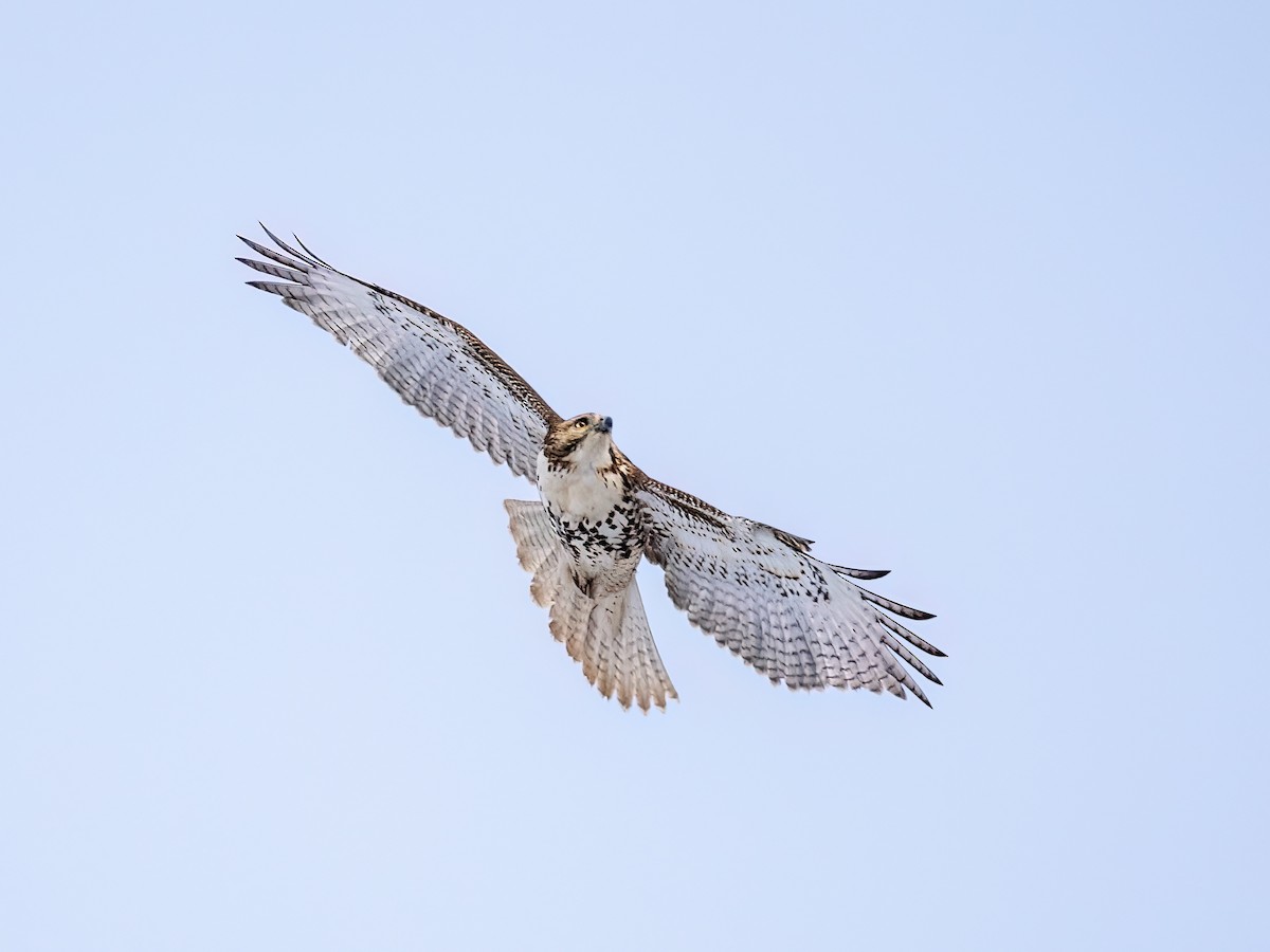 Red-tailed Hawk - ML646926668