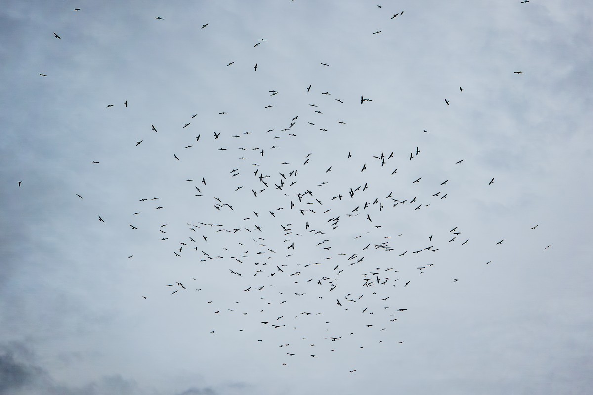 Mississippi Kite - ML646926669