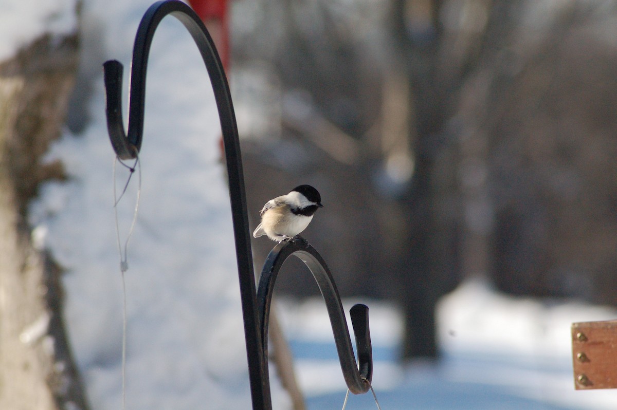 Гаїчка світлокрила - ML646926670