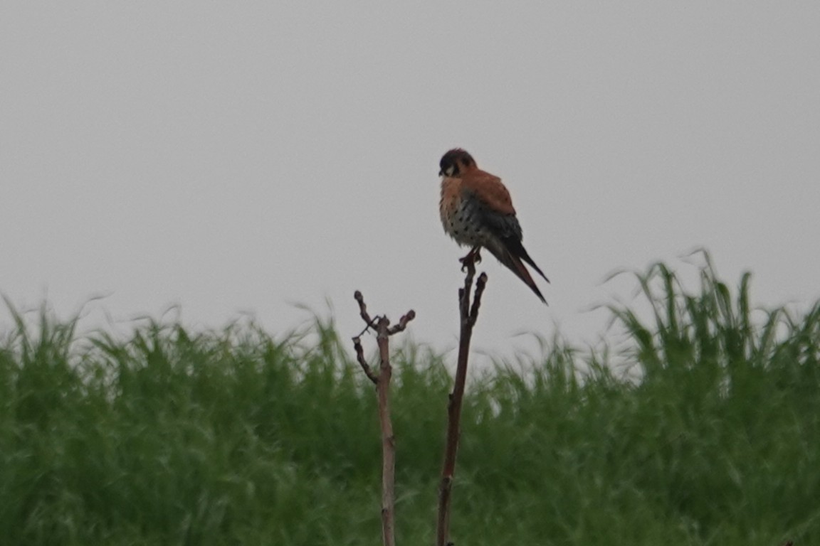 Crécerelle d'Amérique - ML646926672