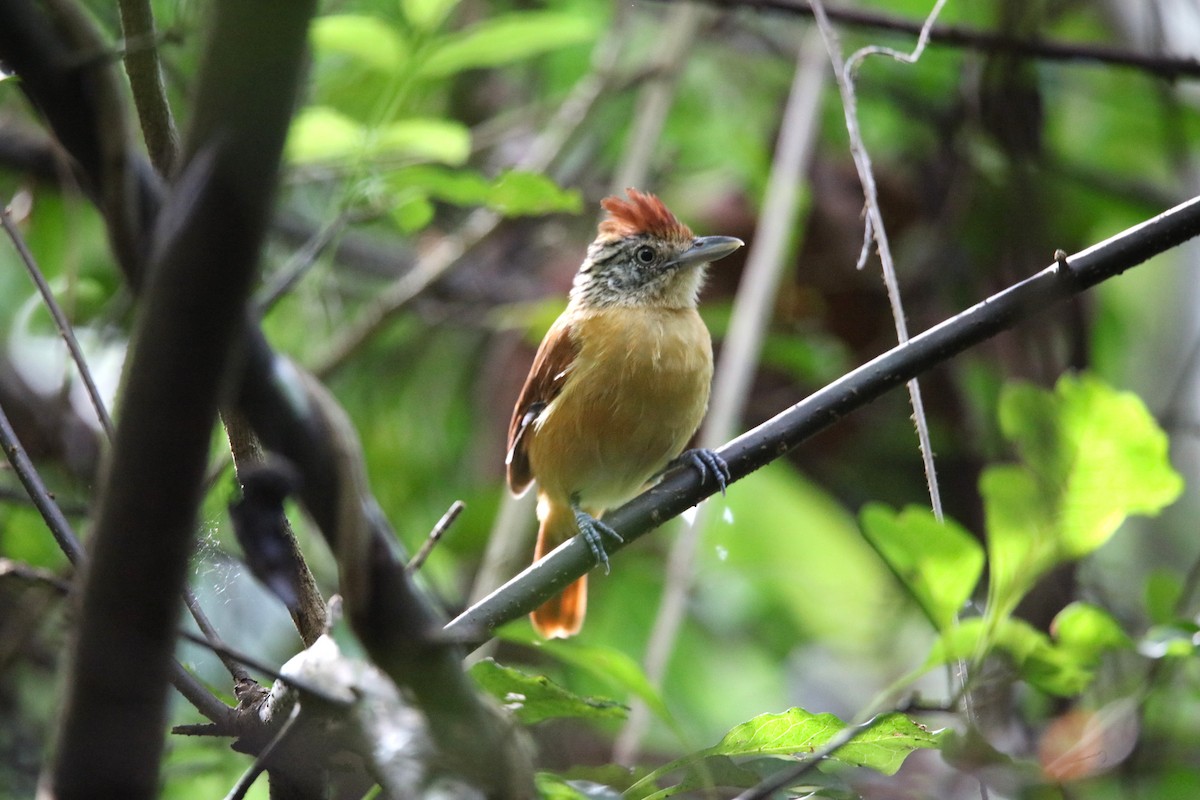 Barred Antshrike - ML646926673