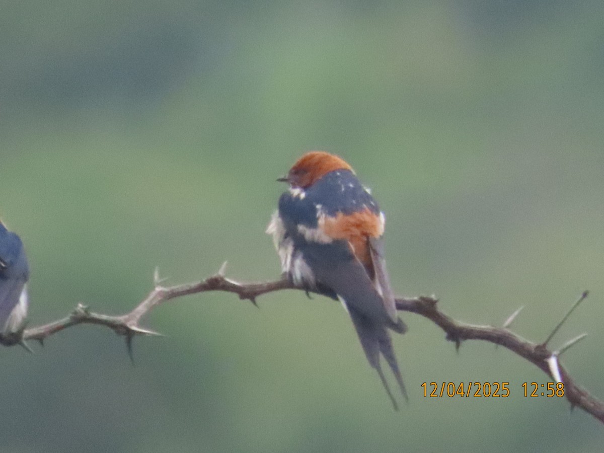 Golondrina Abisinia - ML646926684