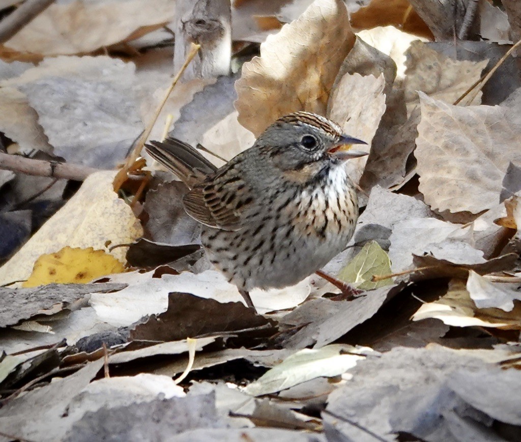 strnadec pruhohlavý - ML646926687