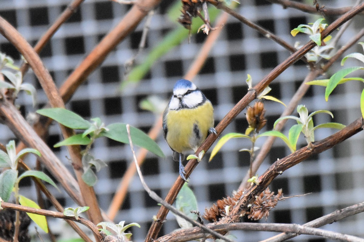 Eurasian Blue Tit - ML646926690