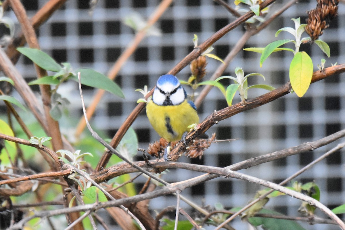 Eurasian Blue Tit - ML646926691