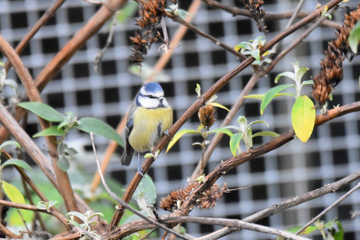 Eurasian Blue Tit - ML646926692