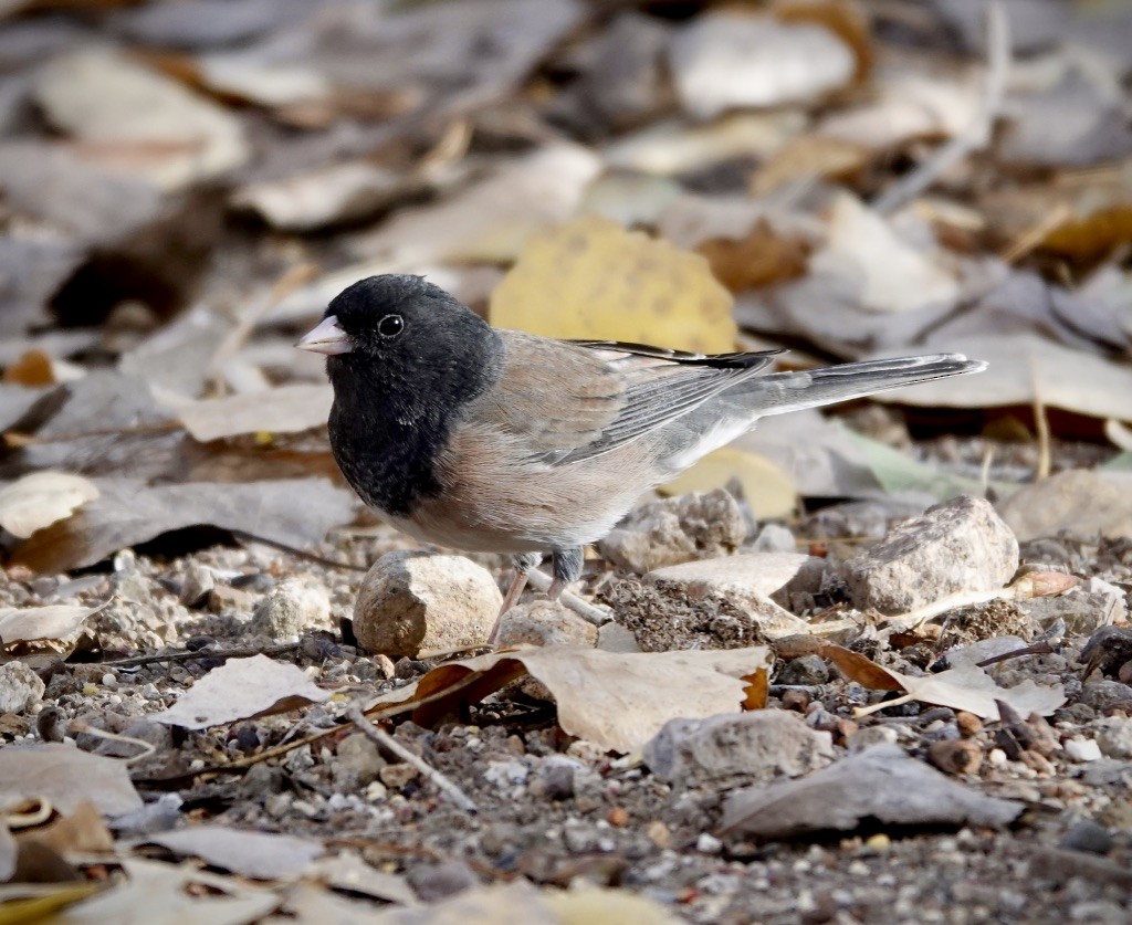 Junco ardoisé (groupe oreganus) - ML646926695