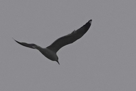 gull sp. - ML646926702