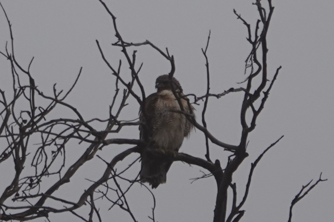 Buse à queue rousse - ML646926706