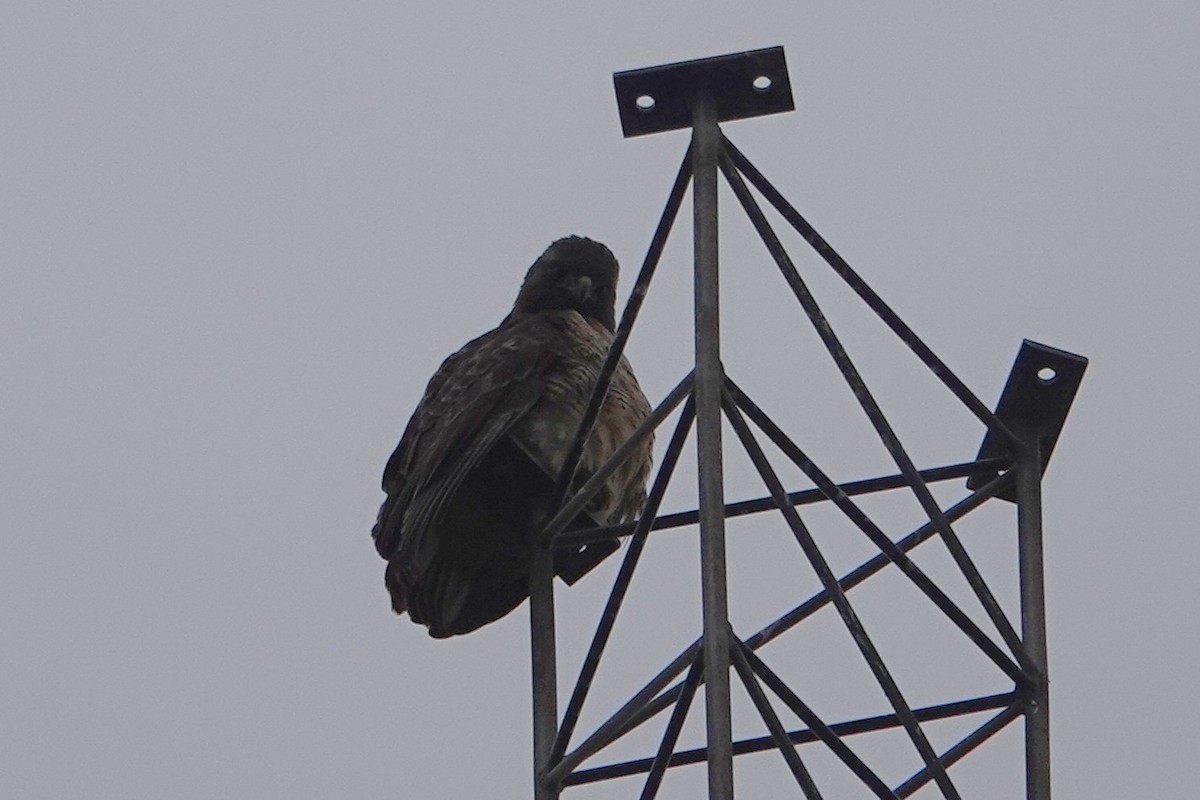 Buse à queue rousse - ML646926717