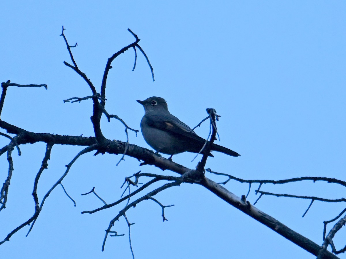 Townsend's Solitaire - ML646926718