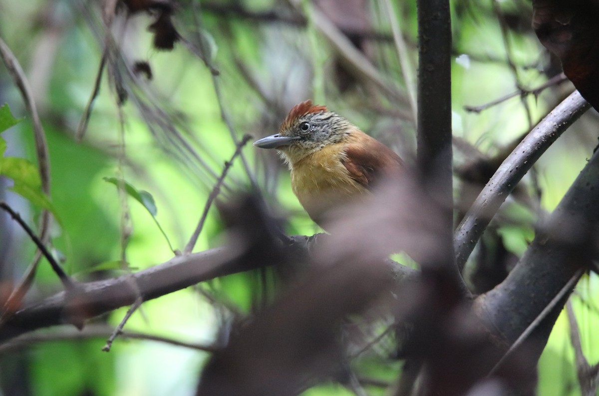 Barred Antshrike - ML646926720