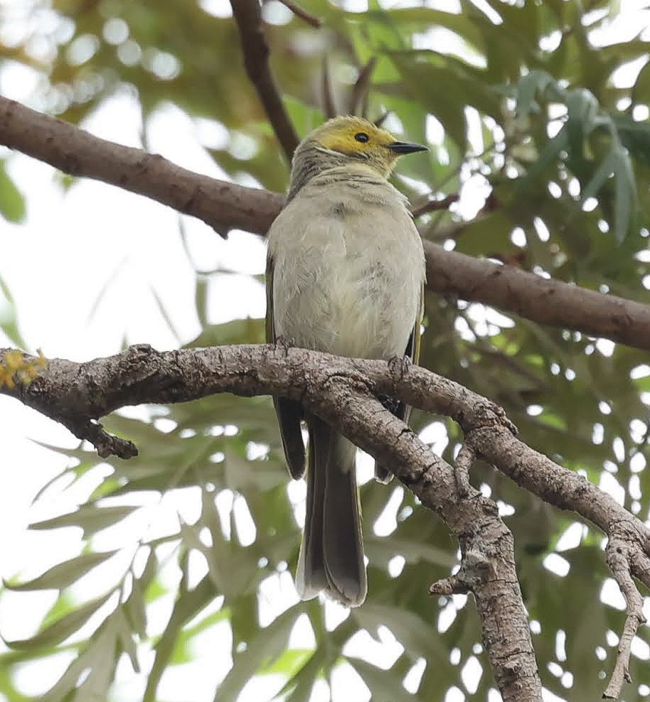 hvitsmykkehonningeter - ML646926729