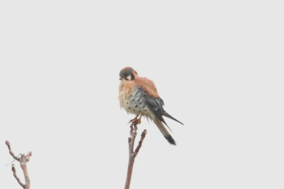 Crécerelle d'Amérique - ML646926731