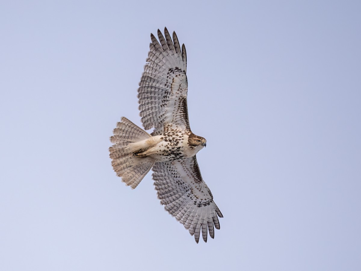 Red-tailed Hawk - ML646926734