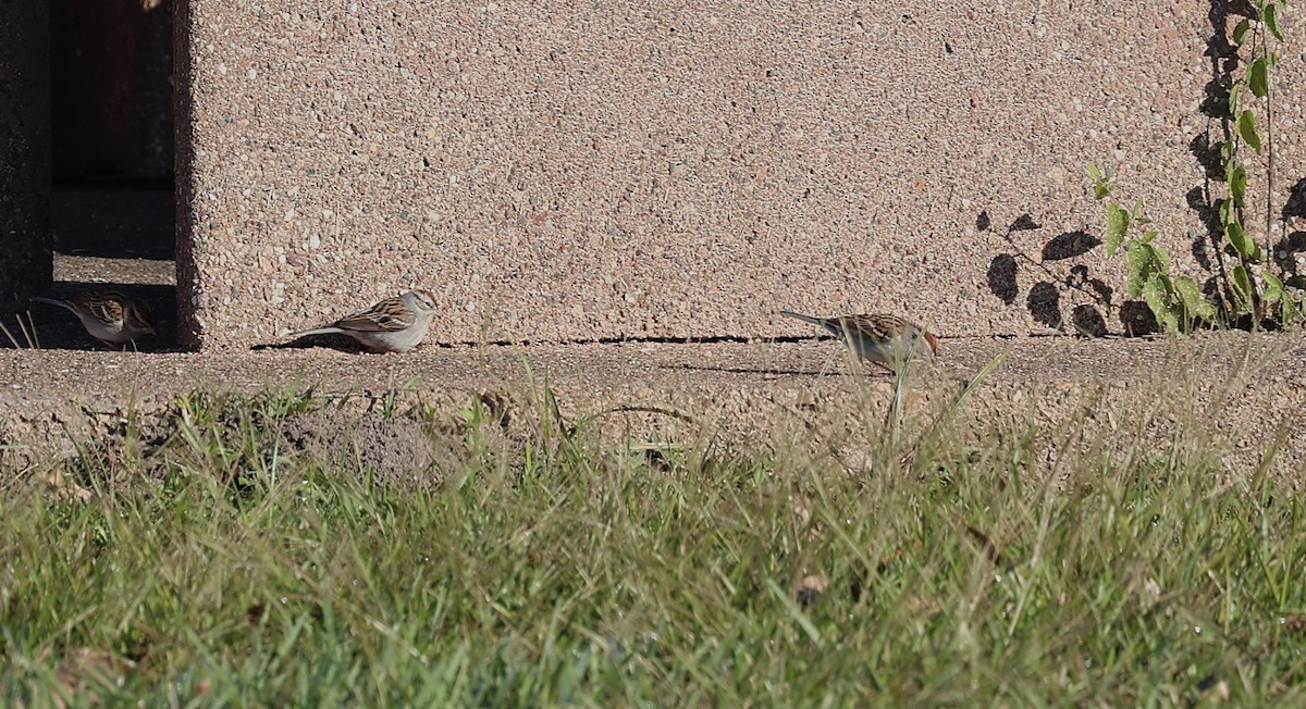Chipping Sparrow - ML646926738