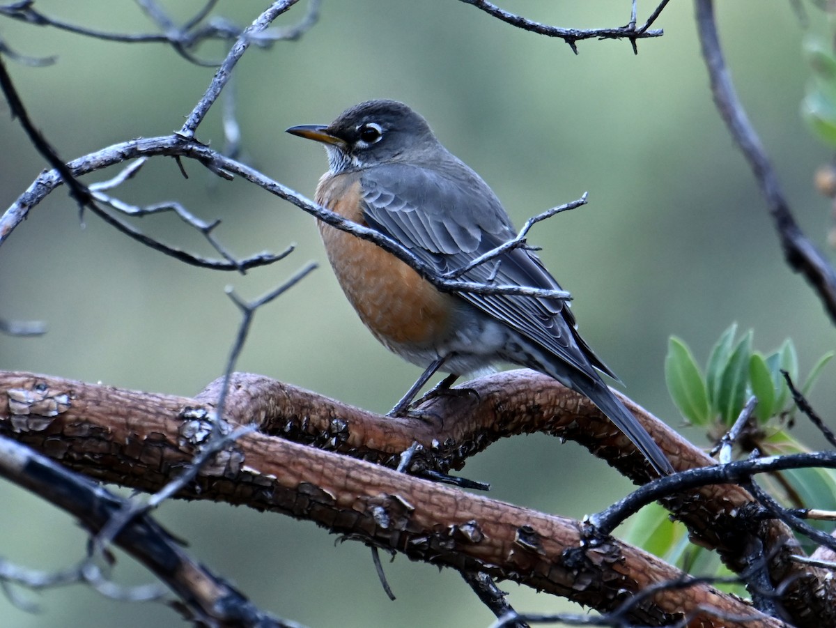 American Robin - ML646926742