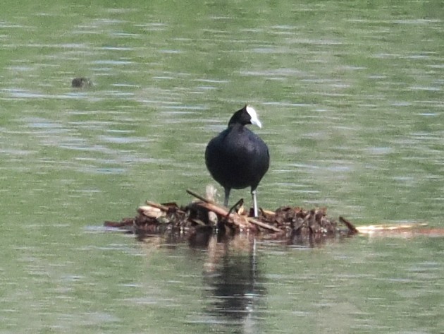Red-knobbed Coot - ML646926750