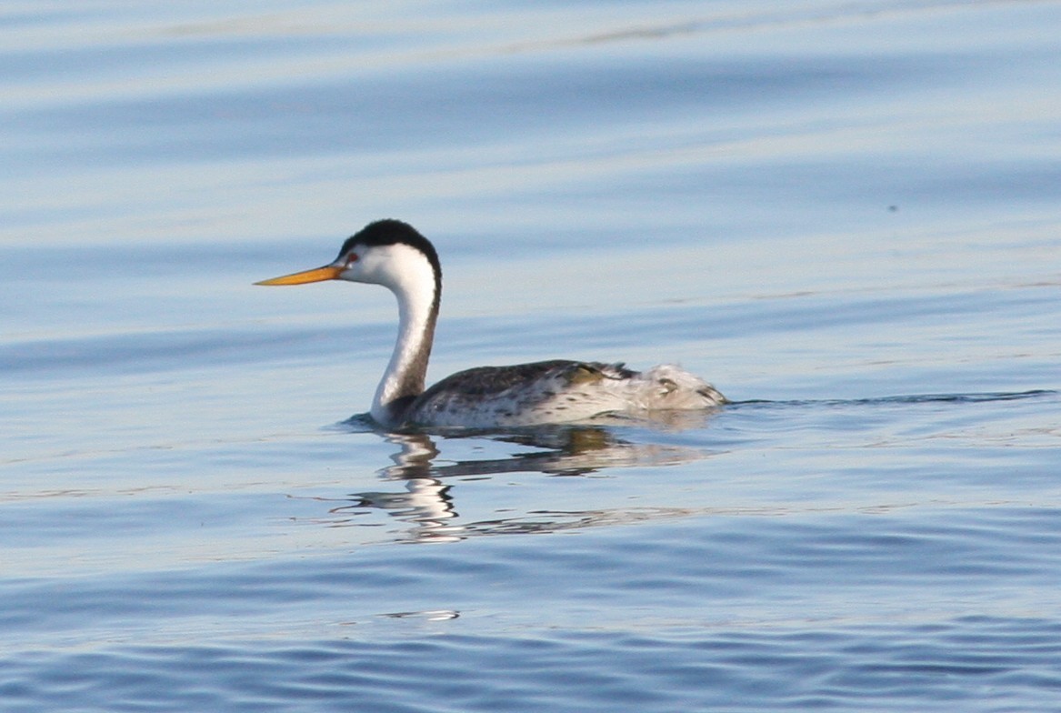 Clark murgila - ML646926751