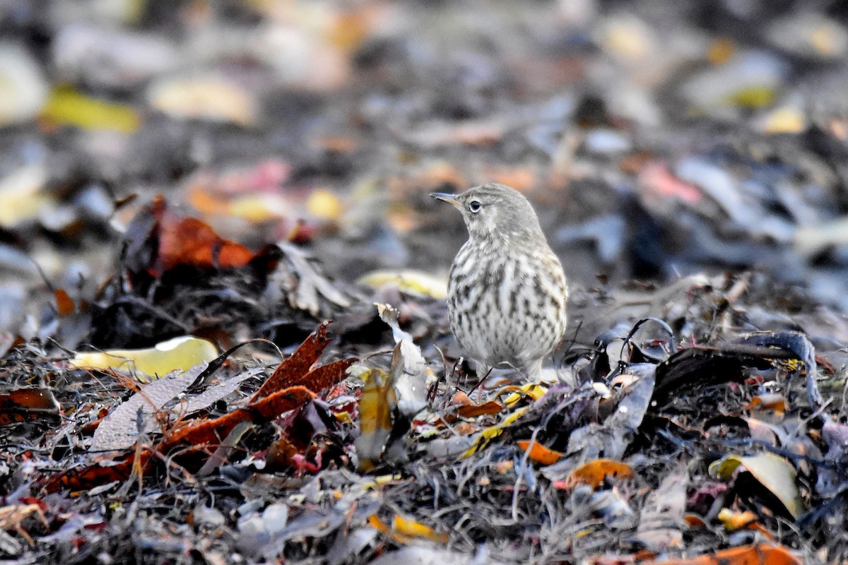 Щеврик острівний - ML646926753