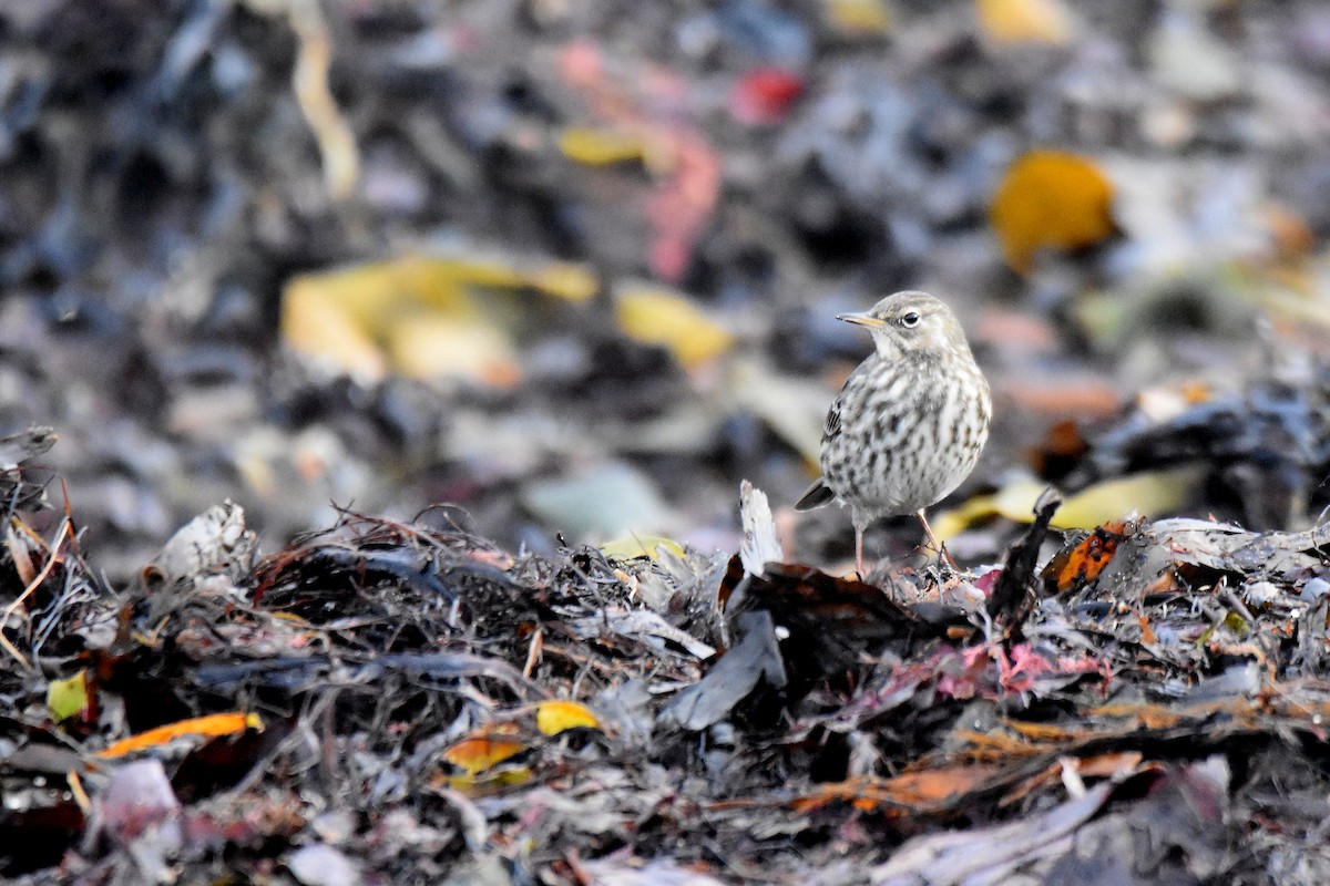 Щеврик острівний - ML646926756