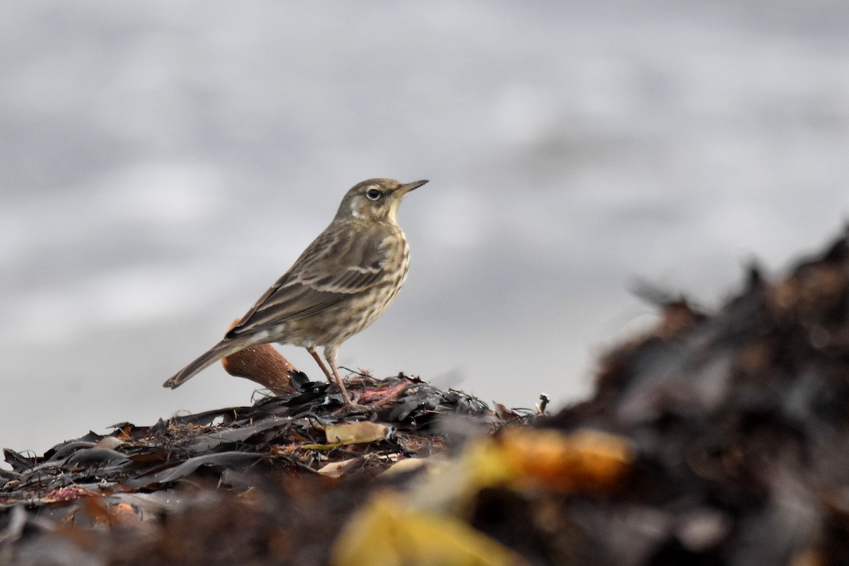 Щеврик острівний - ML646926759