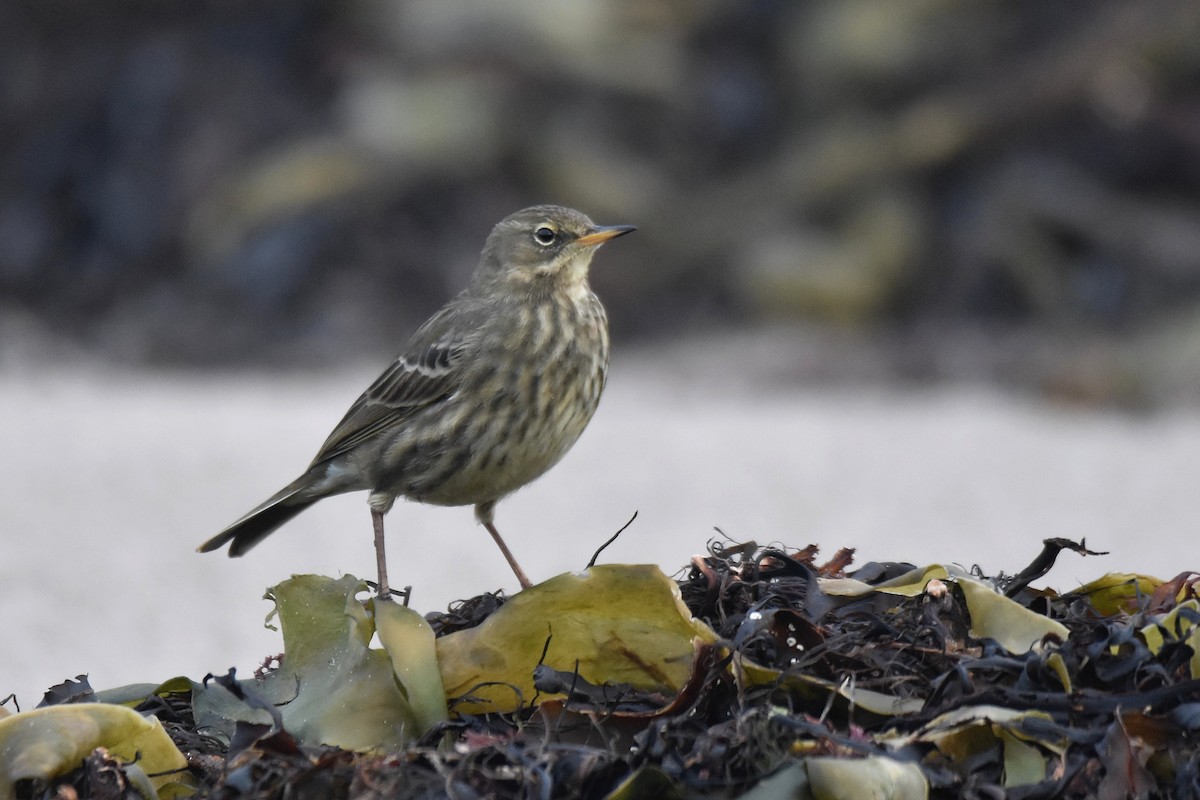 Щеврик острівний - ML646926760