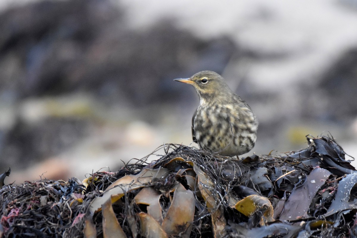 Щеврик острівний - ML646926761