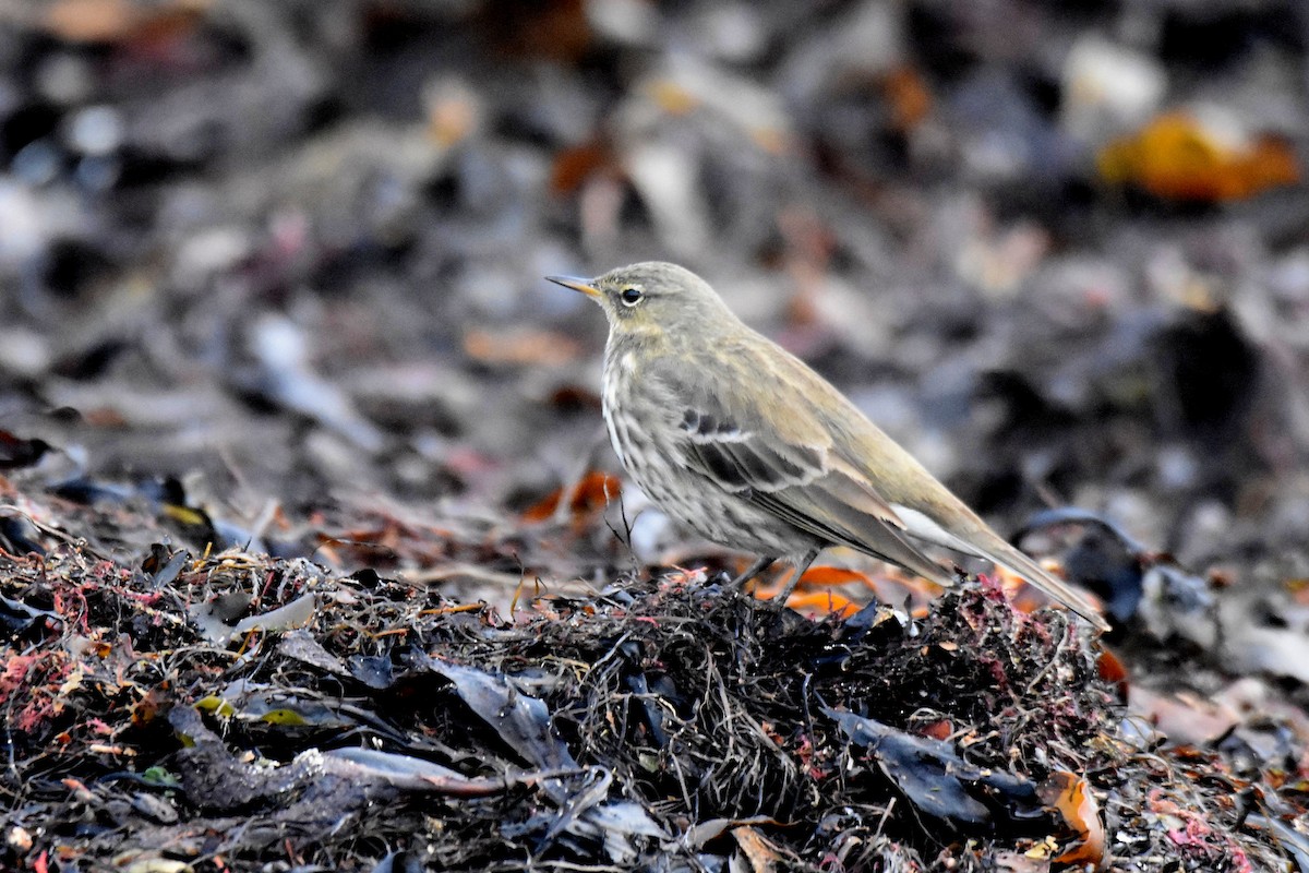 Щеврик острівний - ML646926762