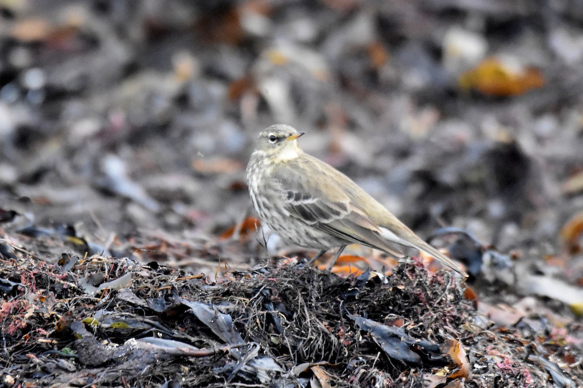 Щеврик острівний - ML646926764