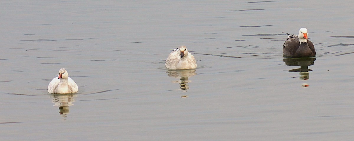 Гуска біла - ML646926766