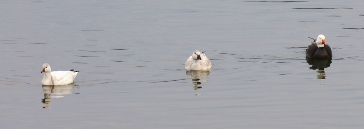 Гуска біла - ML646926768