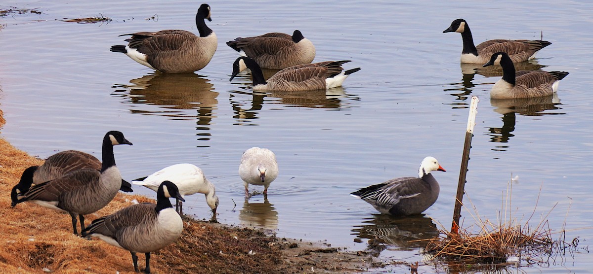 Гуска біла - ML646926770