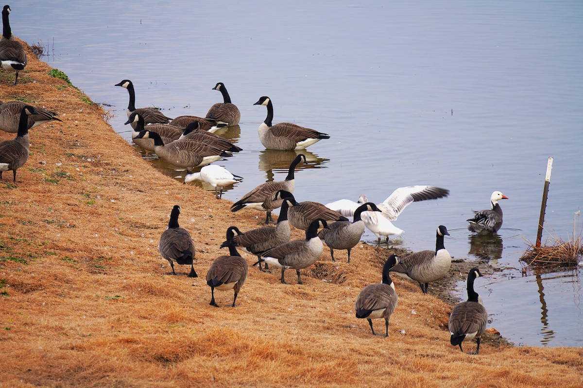 Гуска біла - ML646926772