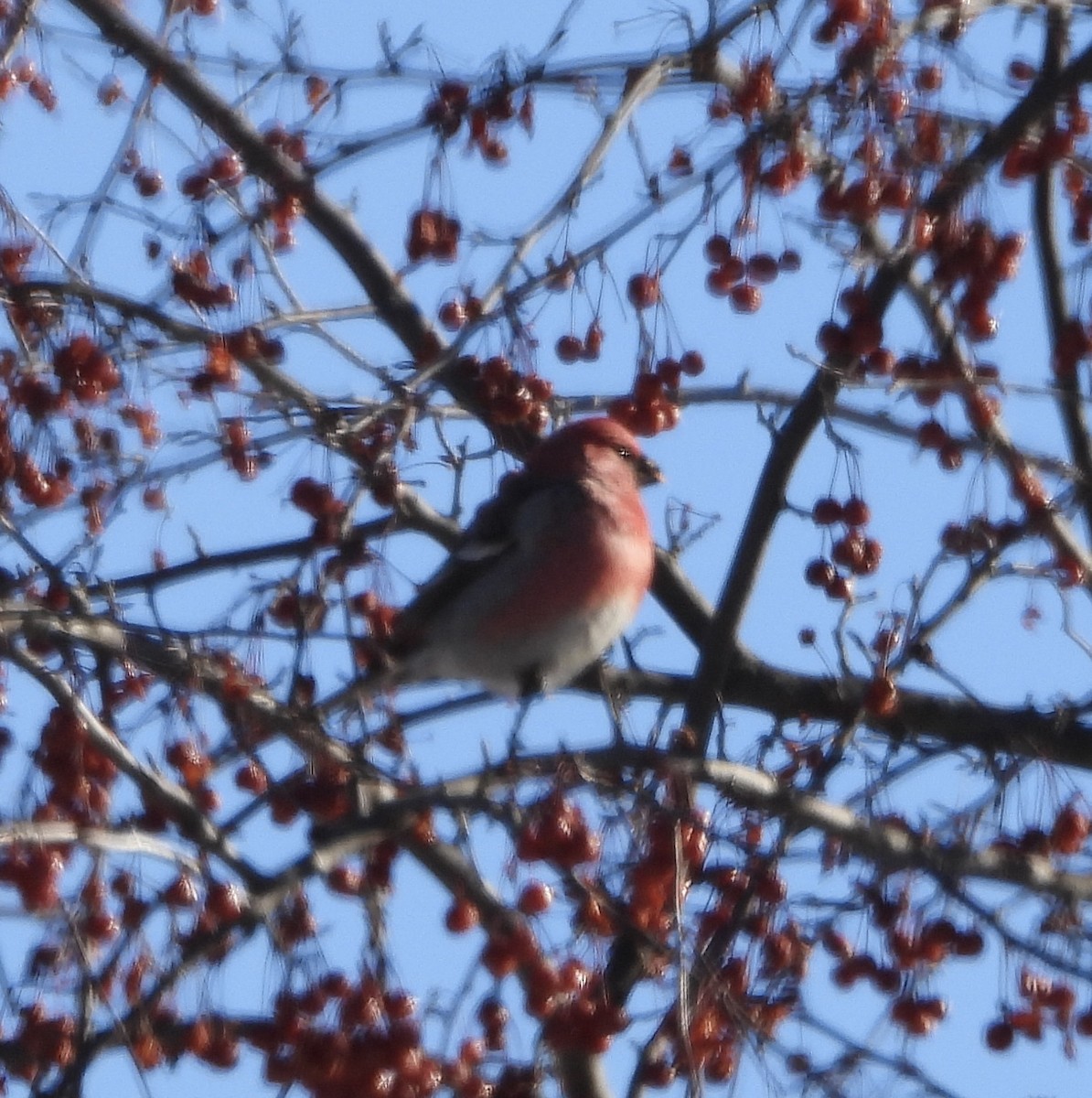 Hakengimpel - ML646926774