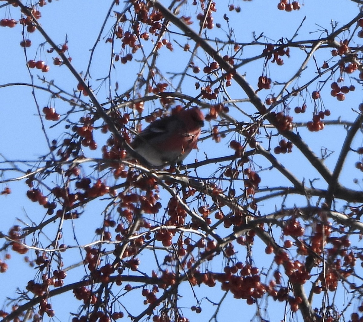 Hakengimpel - ML646926775