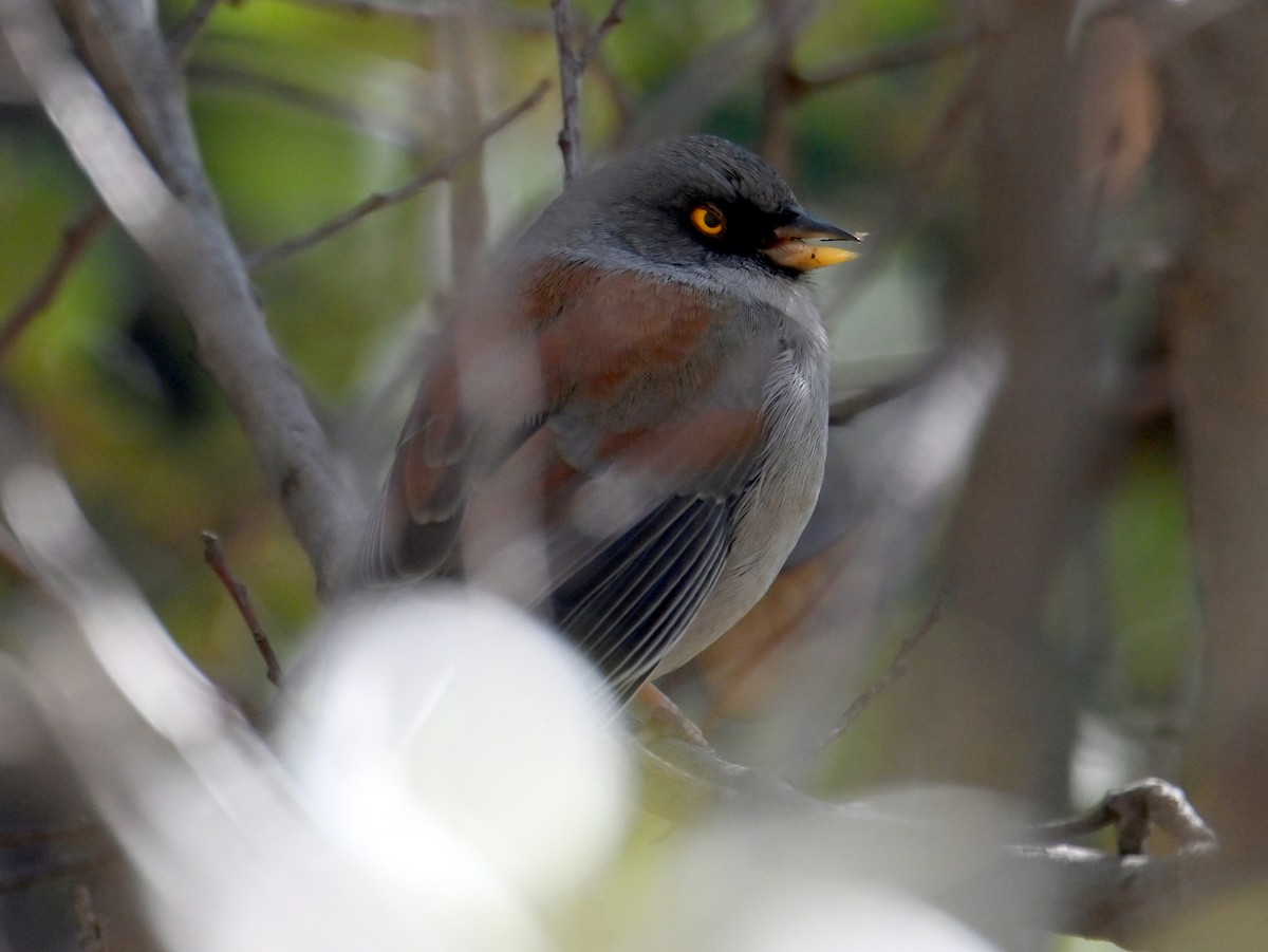 Юнко мексиканський - ML646926776