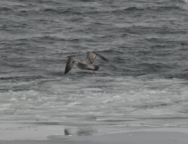 Мартин американський - ML646926777