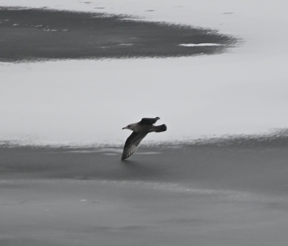 Мартин американський - ML646926778