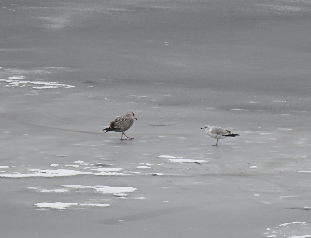 Мартин американський - ML646926779