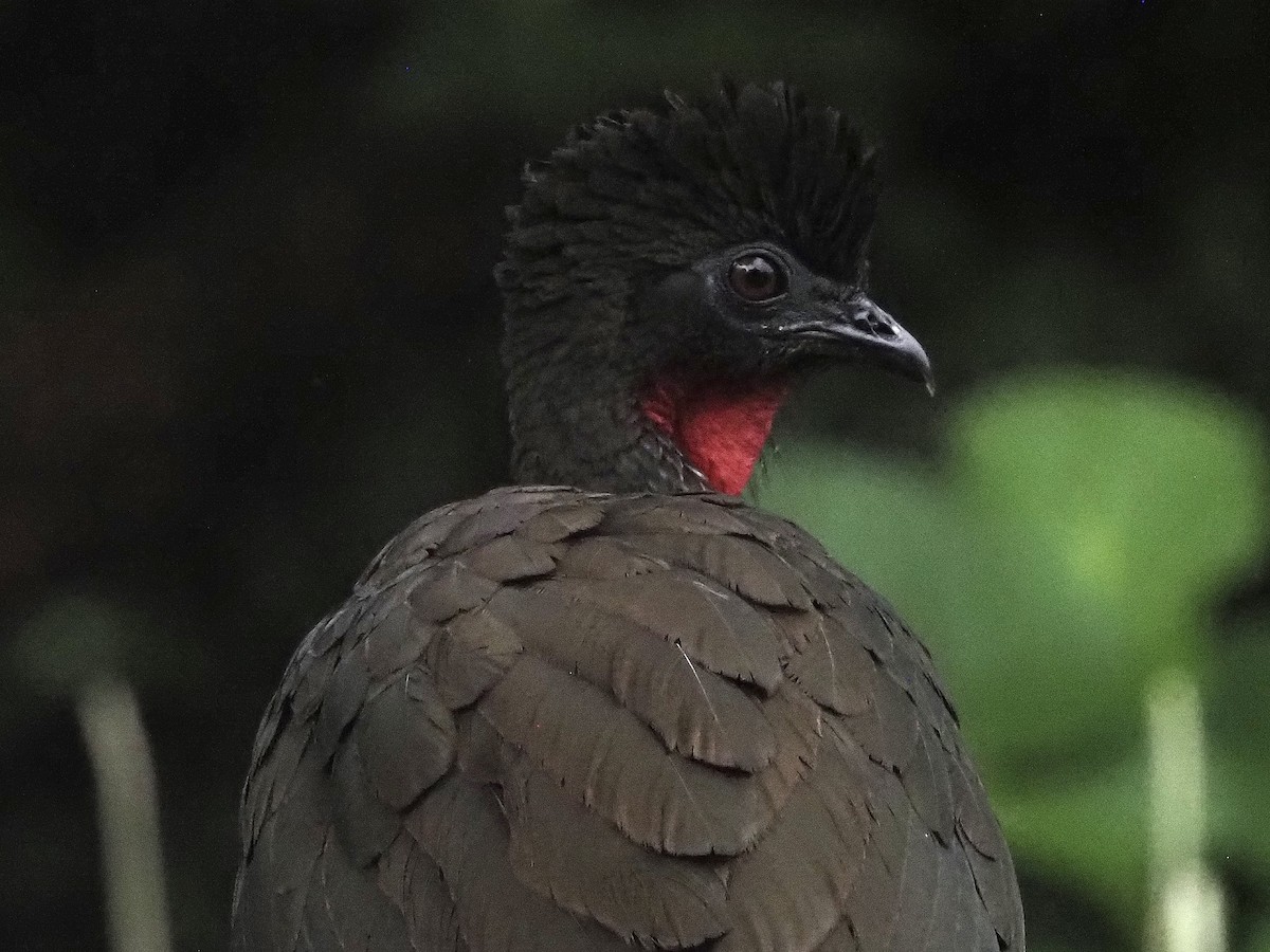 Пенелопа чубата - ML646926780