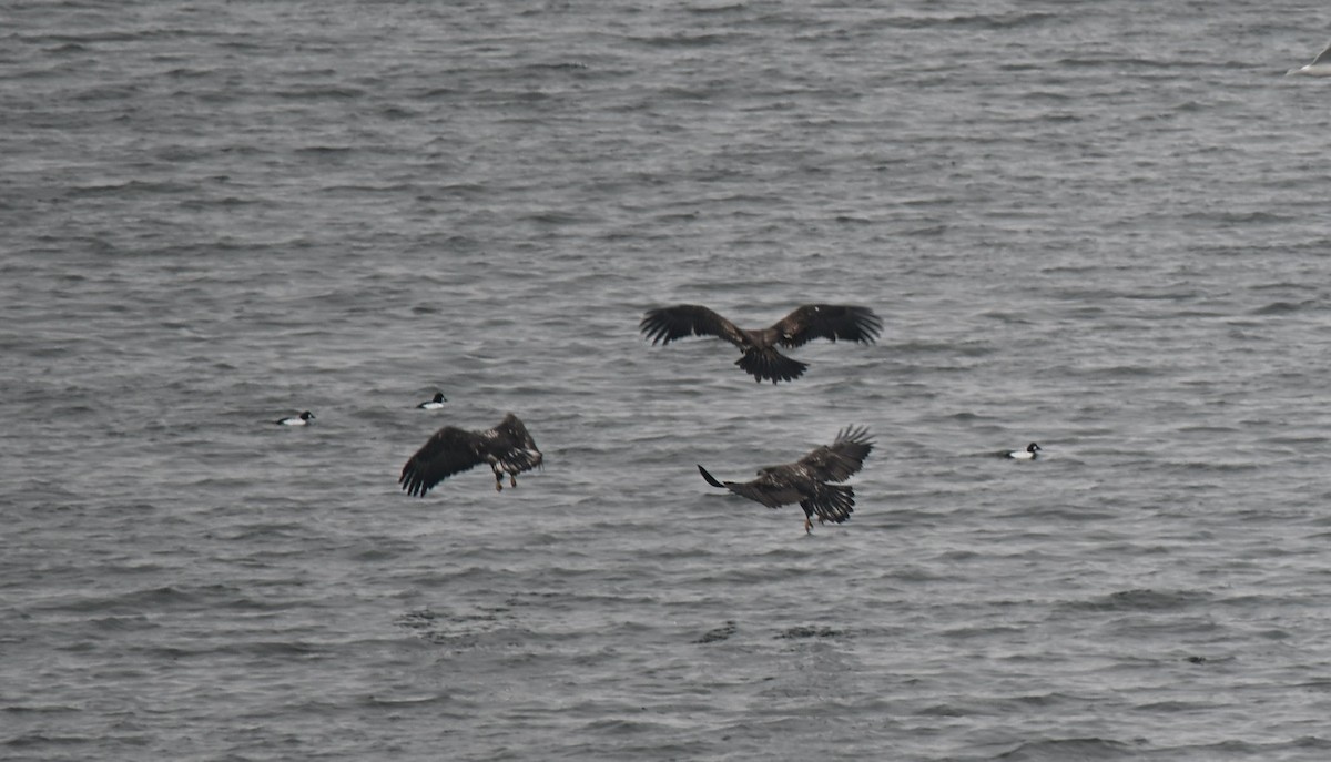 Орлан білоголовий - ML646926781